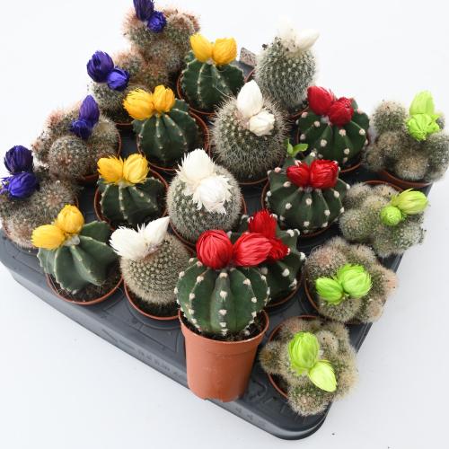 صبار صغير (أنواع مختلفة) - الارتفاع: ١٠-١١ سم - يُ...