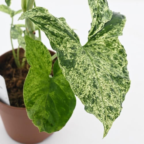 سينجونيم بودوفيلوم 'نبات رأس السهم'