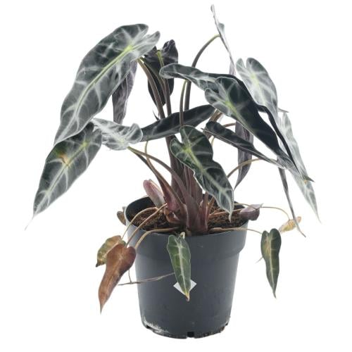 ألوكاسيا سيلفر دراجون / قشور التنين