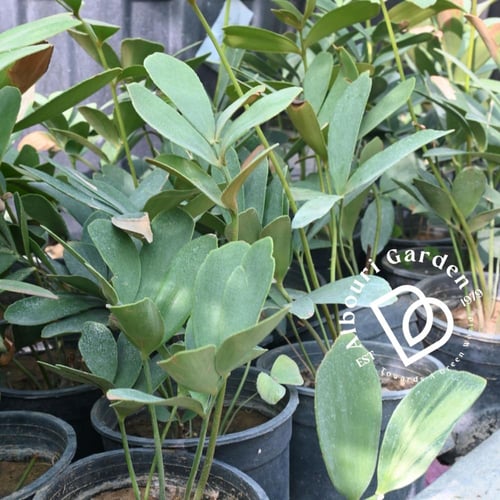 زاميا فورفوراسيا 'نخلة الورق المقوى'