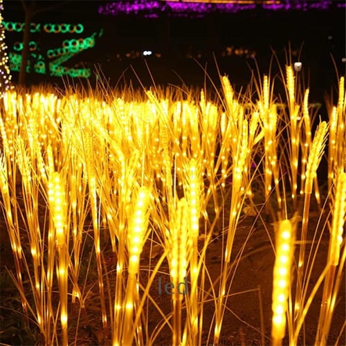 سنابل غرس ذرة حزمة 20 حبة