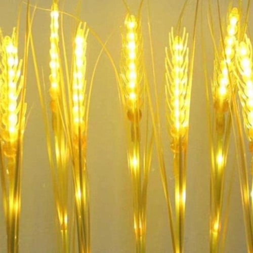 سنابل غرس ذرة حزمة 20 حبة