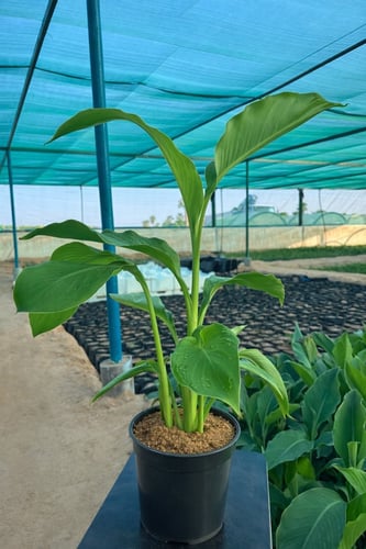 نبات الكنة (Canna Lily)