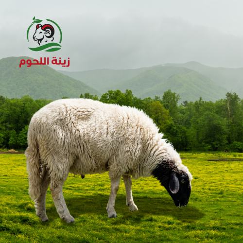 نعيمي كشميري – ربع ذبيحة (2-2.5 كيلو)