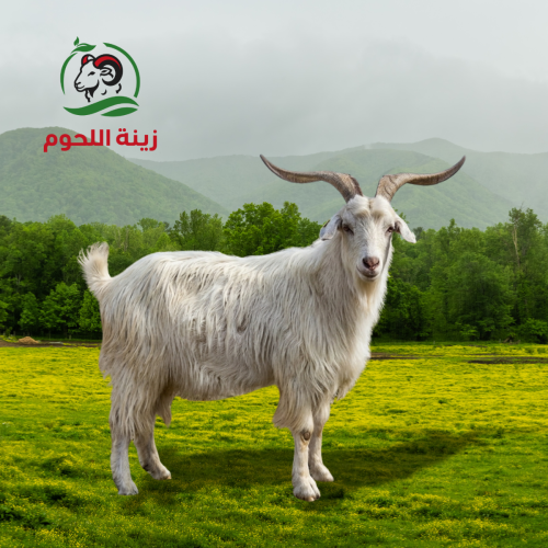تيس كشميري – نص ذبيحة( 4–5 كيلو)
