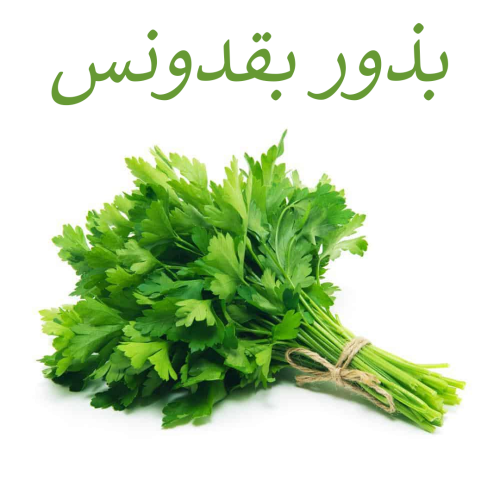 بذور بقدونس