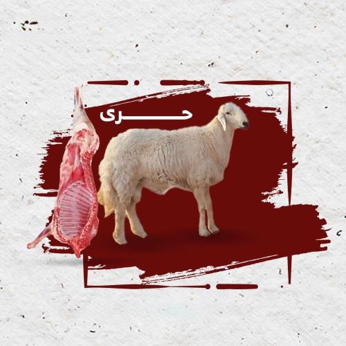 ذبيحة حري وسط 16 - 18 ك