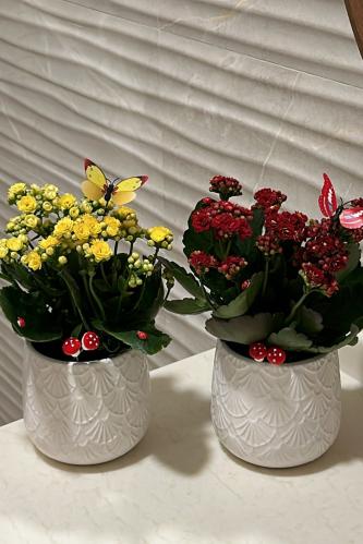 كلانشو بفازه بيضاء