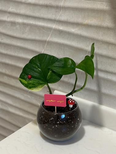 10بوتس صغير مع كرت بدون تغريسه يوم العيد