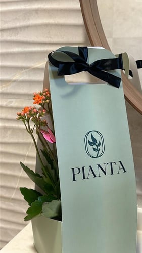 كلانشو بأصيص شفاف