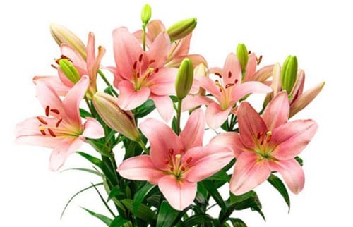 ورد الكازابلانكا كبير ملصق فان جوخ