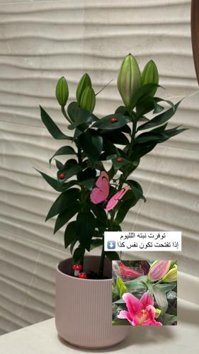 الليلوم كبير بفازه ورديه