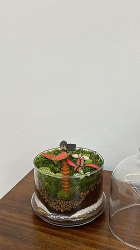 حديقة استوائية دائمه داخل زجاجة مغلقه