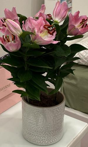 نبته الليليوم الحجم الكبير في فازه سيراميك