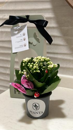 ميني كلانشو مزهره