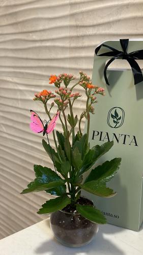 كلانشو بأصيص شفاف