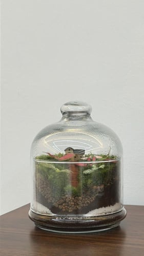 حديقة استوائية دائمه داخل زجاجة مغلقه