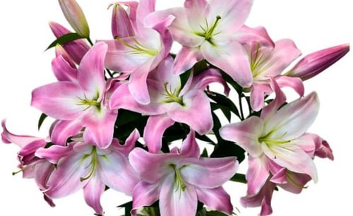 ورد الكازابلانكا كبير ملصق فان جوخ