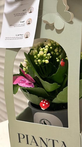 ميني كلانشو مزهره