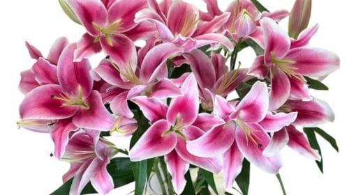 فازه ورد الكازابلانكا كبير ملصق الشمس