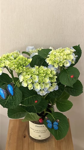 Hydrangea