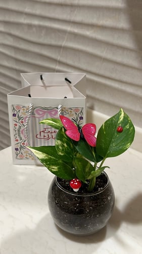 ميني بوتس العيد