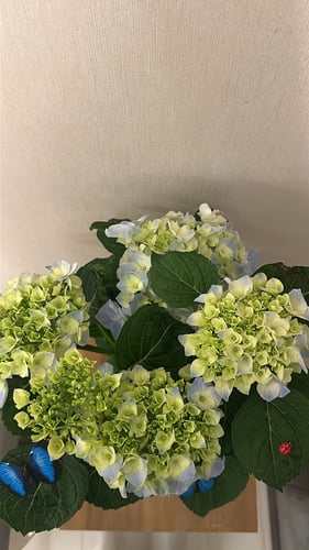 Hydrangea