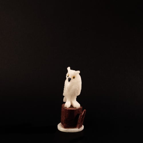 بومة دولومايت