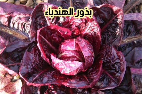 بذور الهندباء (7 بذرات)