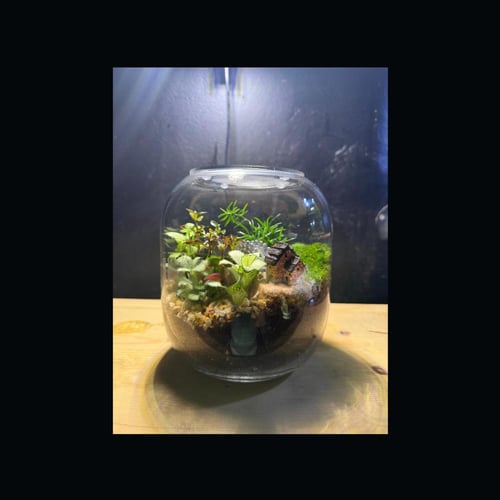 حوض التيراريوم - الغابة مع الجسر المعلق