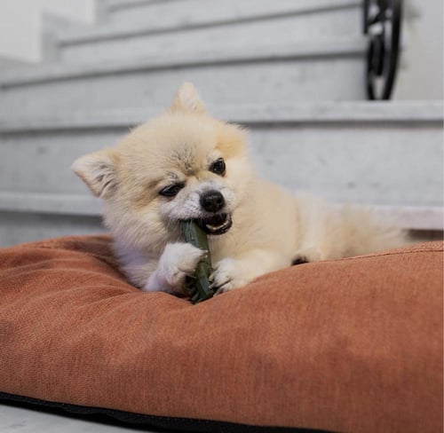 ديفو سناك كلاب للاسنان 18 حبة ( S )