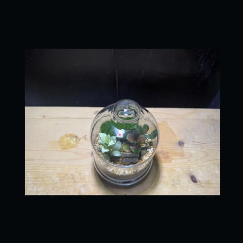 حوض التيراريوم - الغابة المصغرة تصميم A003