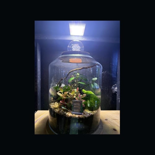حوض التيراريوم - الغابة العملاقة