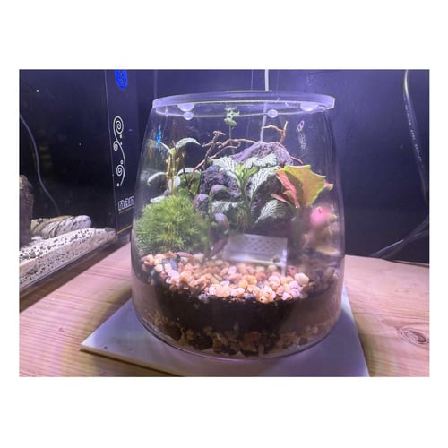 حوض التيراريوم - الجلوس مع كرسي أبيض في الغابة