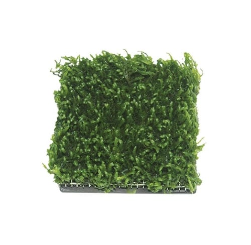 ايستا مركن سراميك على شكل مربع لنبات مقاس 5cm