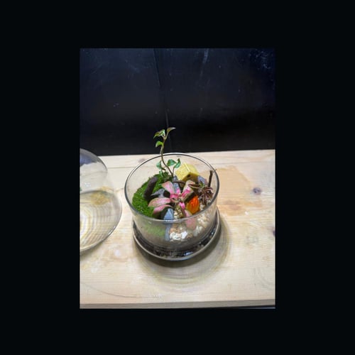 حوض التيراريوم - الغابة المصغرة تصميم A001