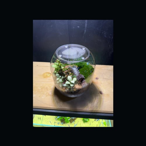 حوض التيراريوم - الغابة مع الجسر المعلق