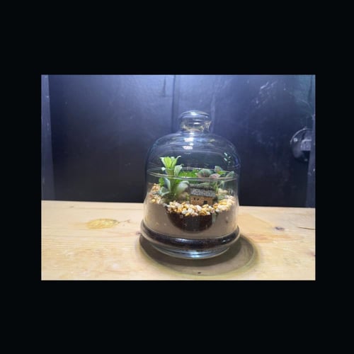 حوض التيراريوم - الغابة المصغرة تصميم A003