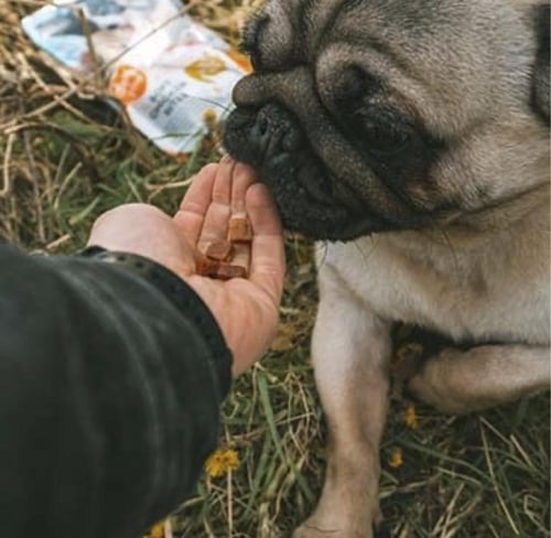 دوفو سناك كلب دجاج 200 جرام