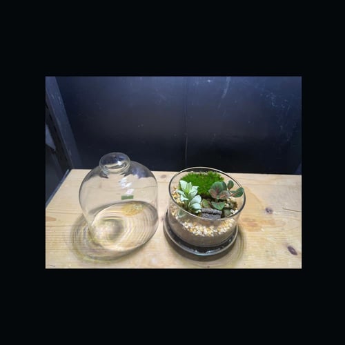 حوض التيراريوم - الغابة المصغرة تصميم A003