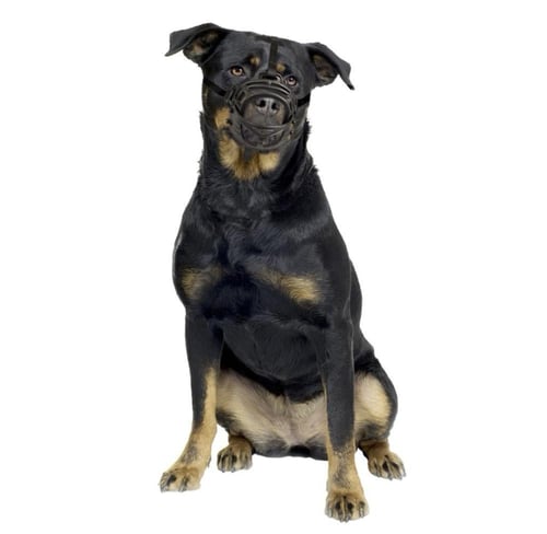 دوفو كمامة التدريب المطاطية للكلاب L