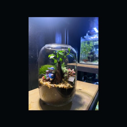 حوض التيراريوم - الغابة مع الشجرة الكبيرة