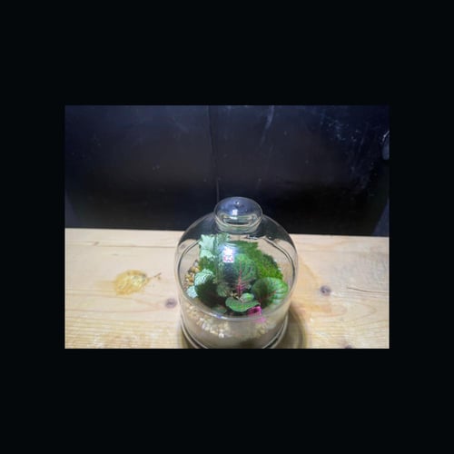 حوض التيراريوم - الغابة المصغرة تصميم A002