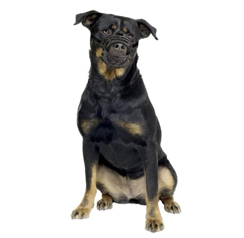 دوفو كمامة التدريب المطاطية للكلاب M