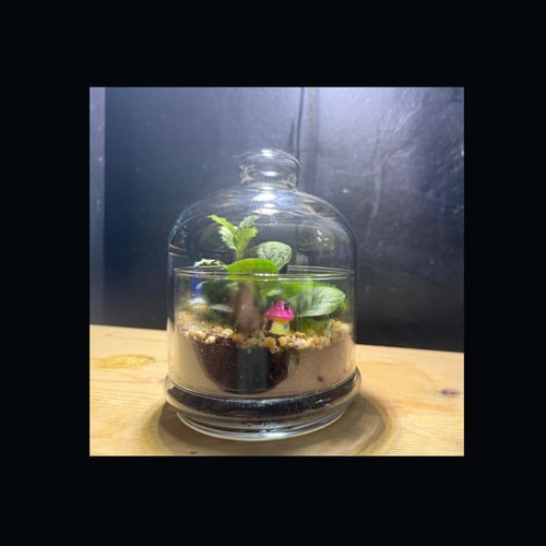 حوض التيراريوم - الغابة المصغرة تصميم A002