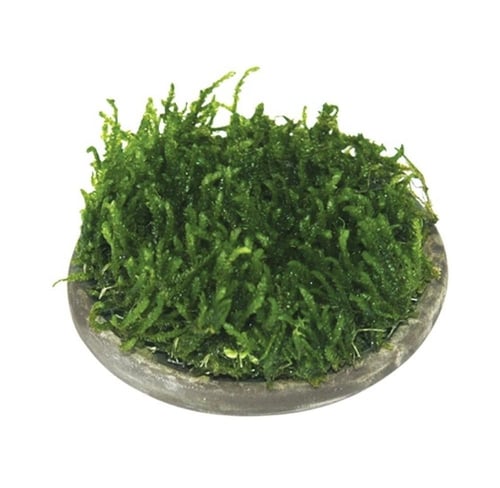 ايستا مركن سيراميك لزراعة النبات مقاس 5cm