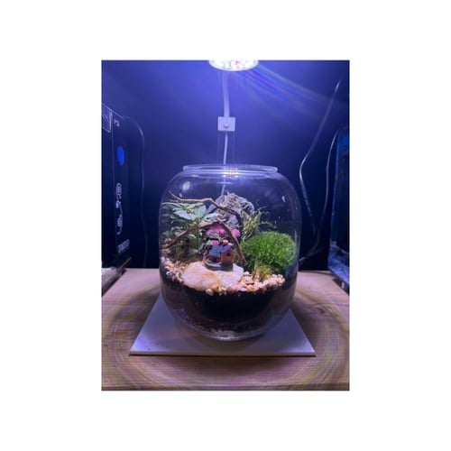 حوض التيراريوم - منزل في الغابة