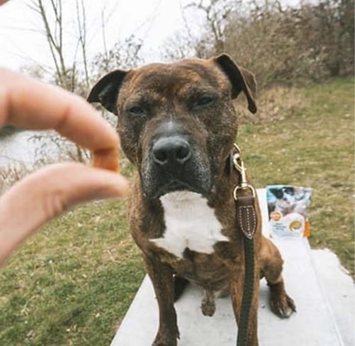 دوفو سناك كلب دجاج 200 جرام