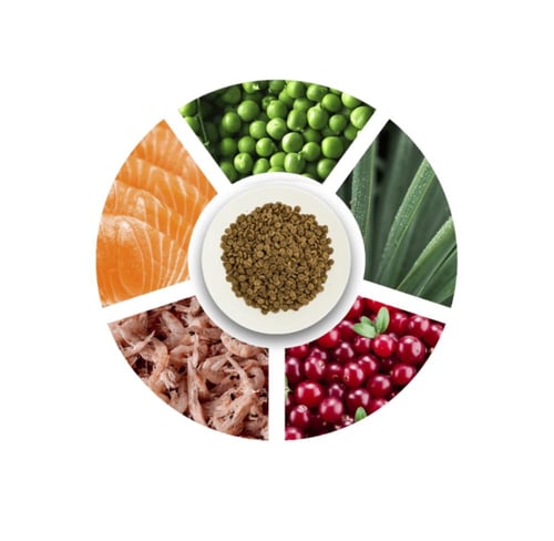 بروتشويز طعام قطط سلمون ٢ كيلو