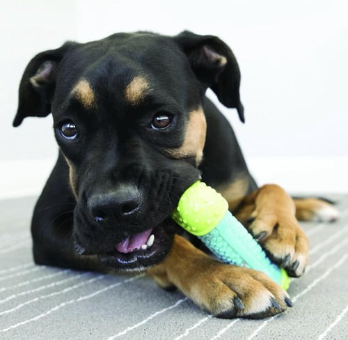 كونغ العاب للكلاب ( موديل PFC31 )